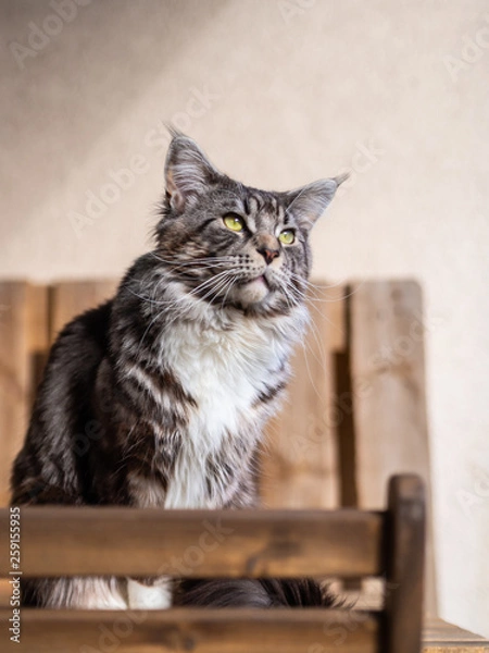 Obraz cute cat basking in the sun