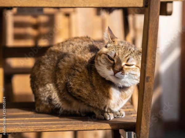 Obraz cute cat basking in the sun