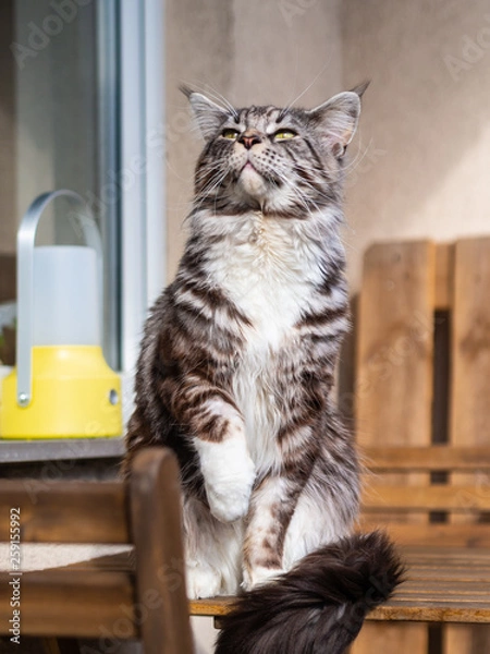 Obraz cute cat basking in the sun