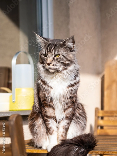 Obraz cute cat basking in the sun