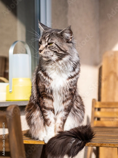 Obraz cute cat basking in the sun