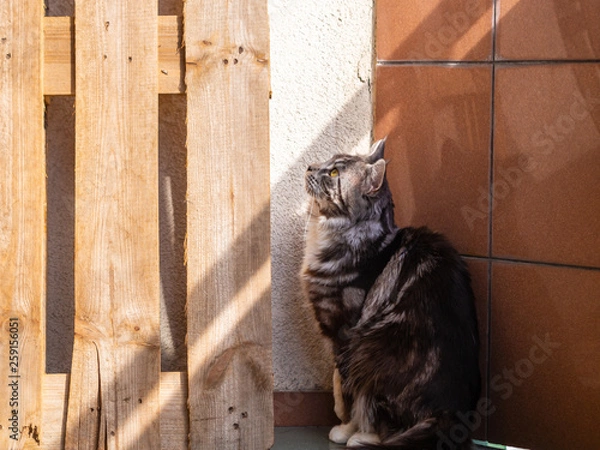 Fototapeta cute cat basking in the sun