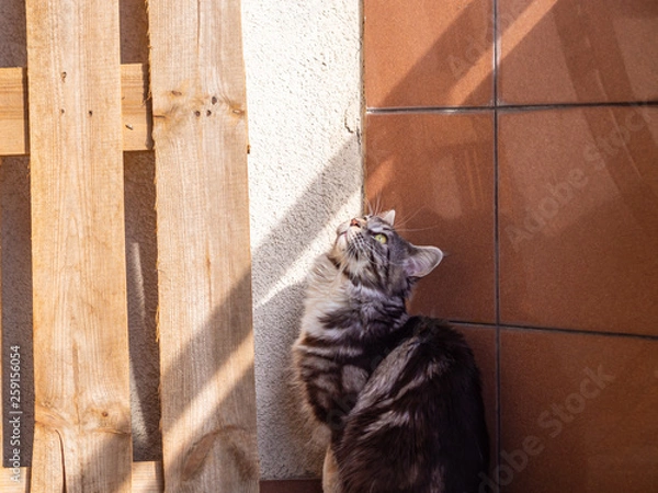 Obraz cute cat basking in the sun
