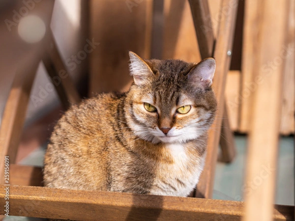 Obraz cute cat basking in the sun