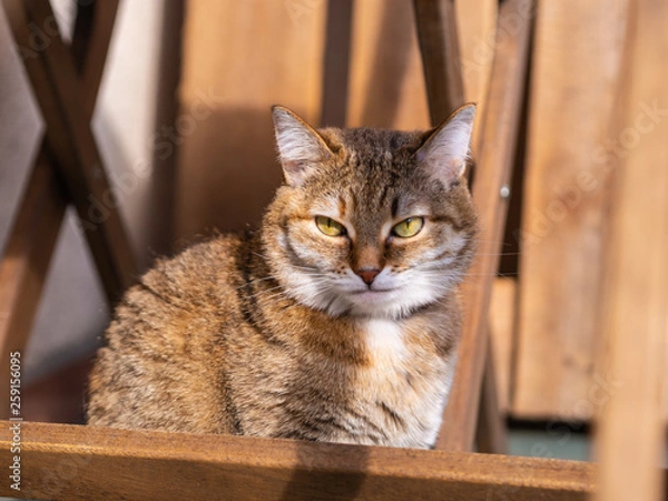 Fototapeta cute cat basking in the sun