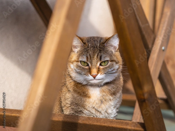 Obraz cute cat basking in the sun