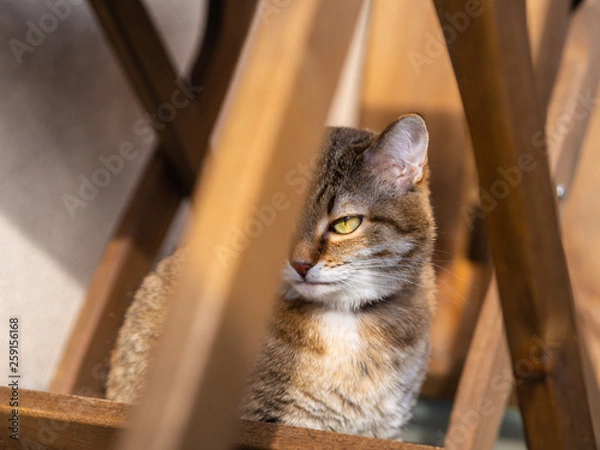 Obraz cute cat basking in the sun