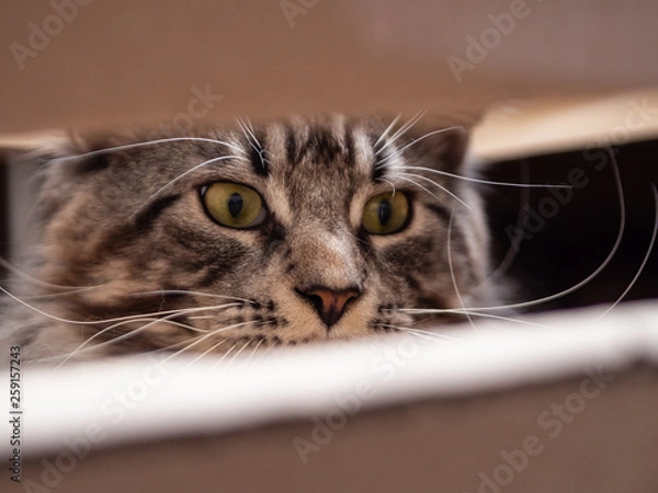 Fototapeta the cat hiding in a box