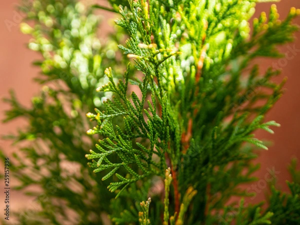 Fototapeta Green arborvitae branches