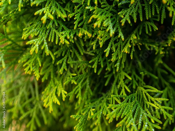 Obraz Green arborvitae branches
