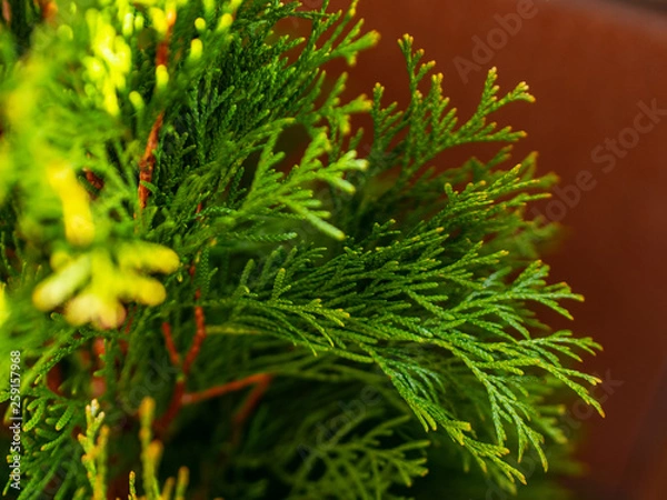 Fototapeta Green arborvitae branches