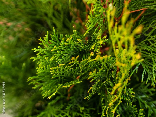 Obraz Green arborvitae branches