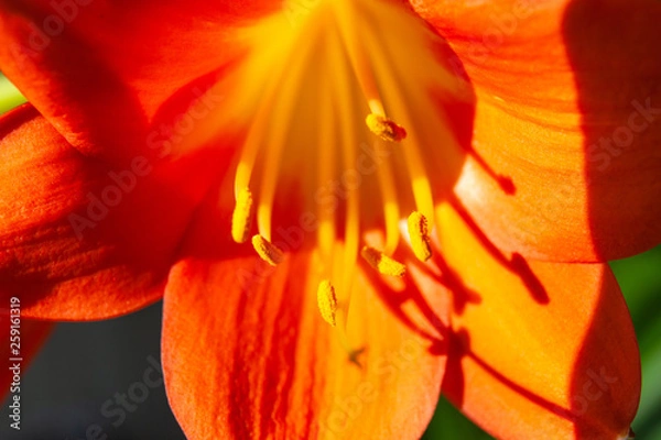 Obraz bright orange flower macro with pollen on stamens