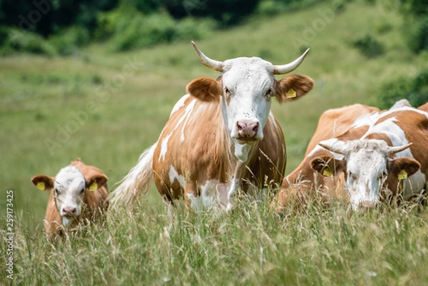 Obraz Aug in Aug mit einer Mutter Kuh