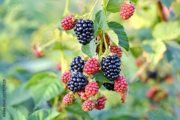 Fototapeta Organic juicy fresh blackberries on a branch and blurred green leaves. Bush with beautiful ripening blackberry berries. Many delicious sweet black berry and unripe red berries in the garden.