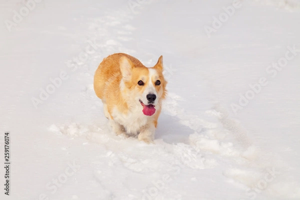 Fototapeta Adult red welsh corgi pembroke walk outdoor, run, having fun in white snow park, winter forest. Concept purebred dog, champions for sale, lost cur, castration, sterilization