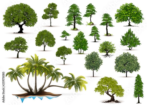 Obraz Trees Isolated on White Background