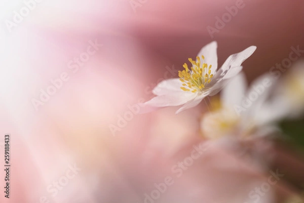 Obraz Beautiful anemone flowers on a gentle background. Selective soft focus