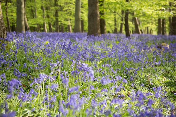 Obraz Bluebells
