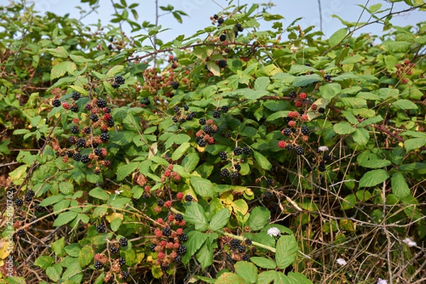 Fototapeta Rubus ulmifolius 