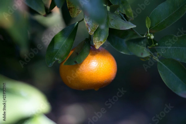Fototapeta Tangerines growing on a tree, in spring, in tangerine gardens