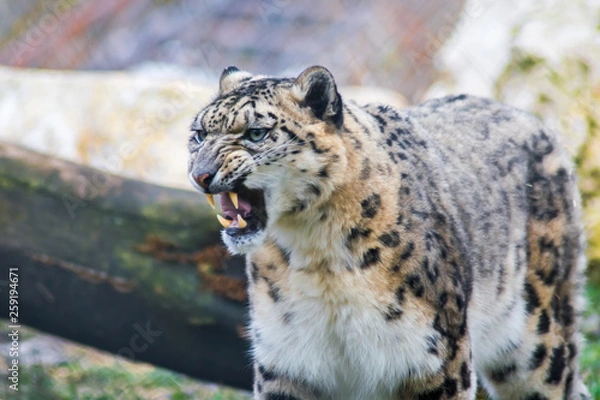 Fototapeta Angry snow leopard with open mouth and big fangs. Sign of aggression ,defending territory behavior and intimidating opponents. Vulnerable species in captivity at the zoo. 