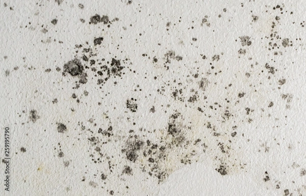 Fototapeta Black spots of toxic mold and fungus bacteria growing on a white wall. Concept of condensation, damp, water infiltration, moisture, dust and respiratory problems. 