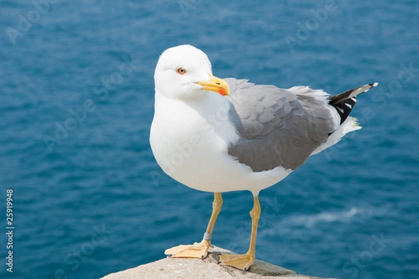 Obraz The gull