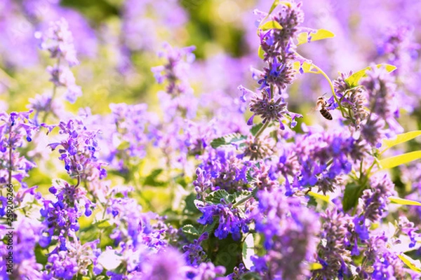 Fototapeta Bienenweide