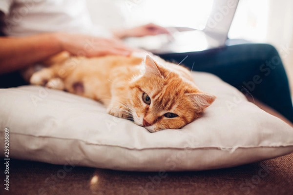 Obraz the cat lies on a pillow at home near his master with a laptop