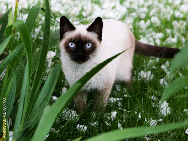 Fototapeta Слоним, трава, сиамский кот.  фото виталия гиля
