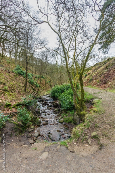 Fototapeta A view of a stream with naked trees and green vegetation along a path trail under a white cloudy sky