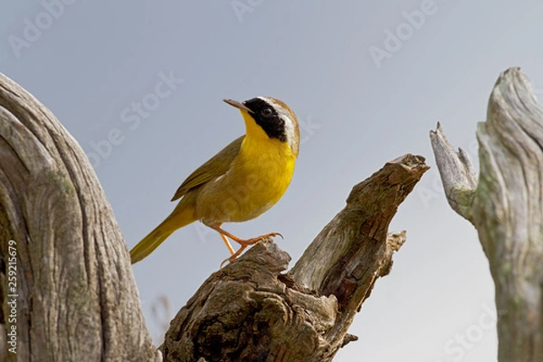 Obraz Common Yellowthroat (Geothlypis trichas)