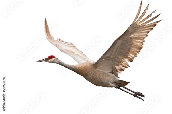 Obraz Sandhill Crane (Grus canadensis)