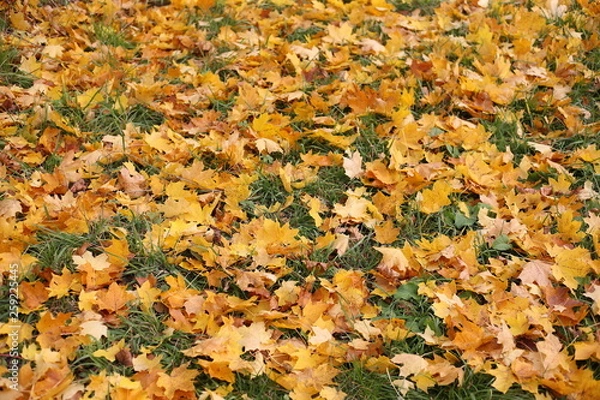 Obraz Природа