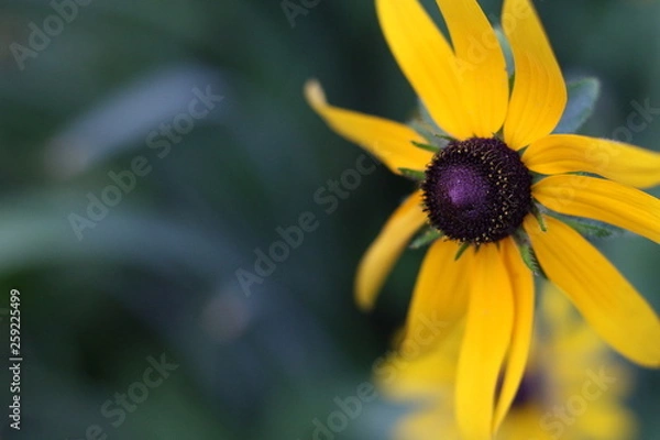 Obraz Природа