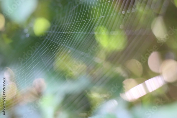 Obraz ПАУТИНА