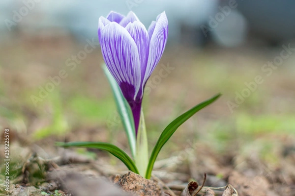 Obraz einzelner Krokus lila-weiß