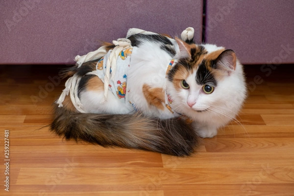 Fototapeta the cat is standing on the floor with a bandage. Animal after surgery. Sterilization done