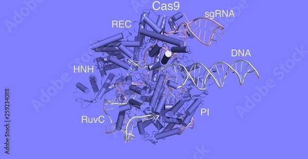 Obraz CAS9