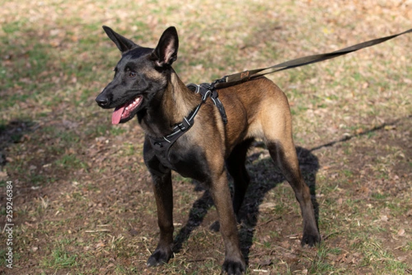 Fototapeta Dog Belgian Schepard - Malinois