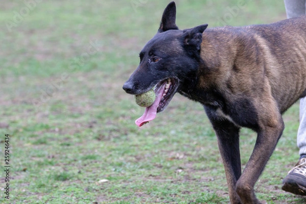 Fototapeta Dog Belgian Schepard - Malinois