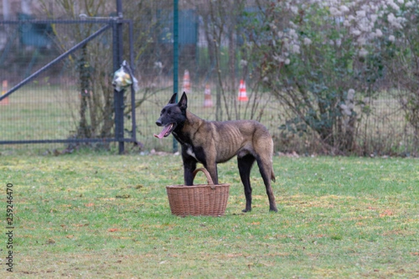Fototapeta Dog Belgian Schepard - Malinois