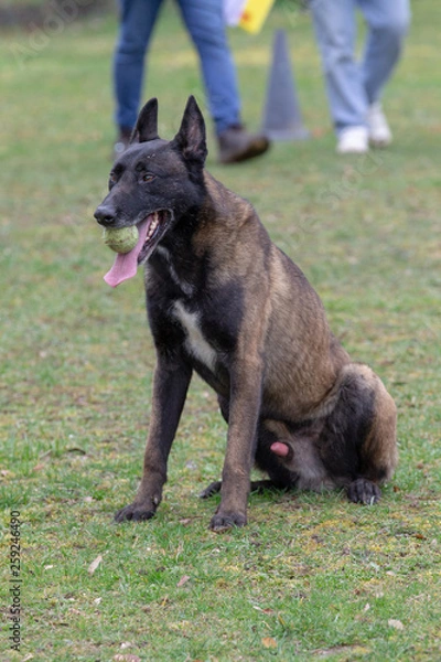 Fototapeta Dog Belgian Schepard - Malinois