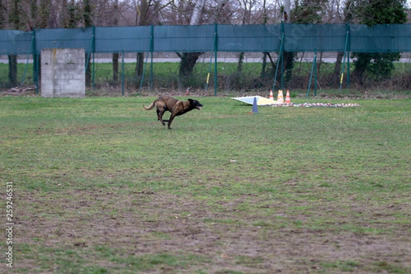 Fototapeta Dog Belgian Schepard - Malinois