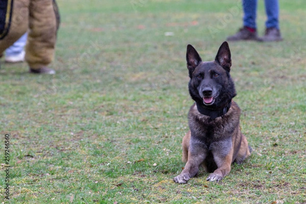 Fototapeta Dog Belgian Schepard - Malinois