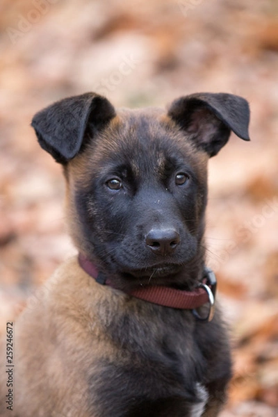 Fototapeta Dog Belgian Schepard - Malinois
