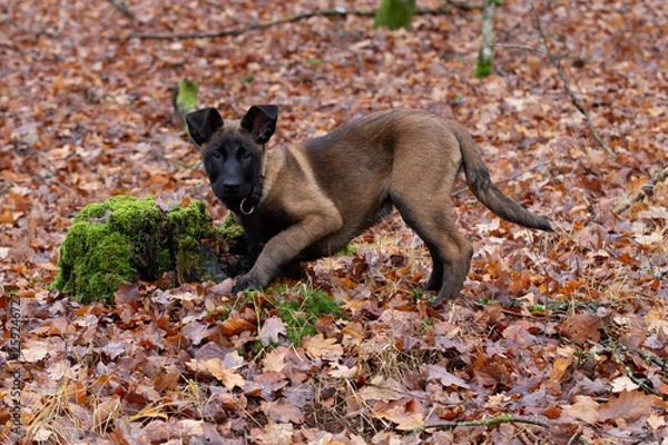 Fototapeta Dog Belgian Schepard - Malinois