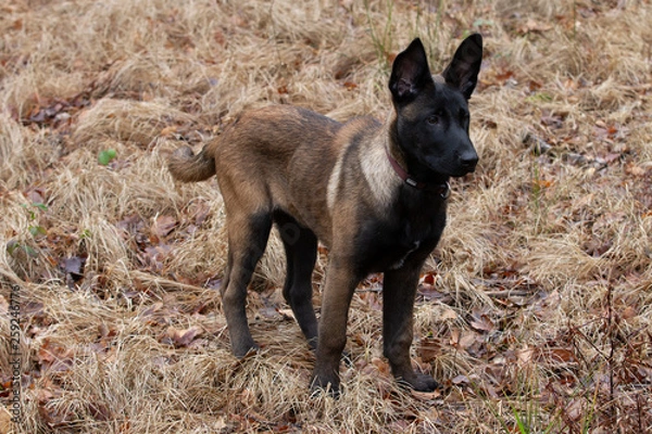 Obraz Dog Belgian Schepard - Malinois