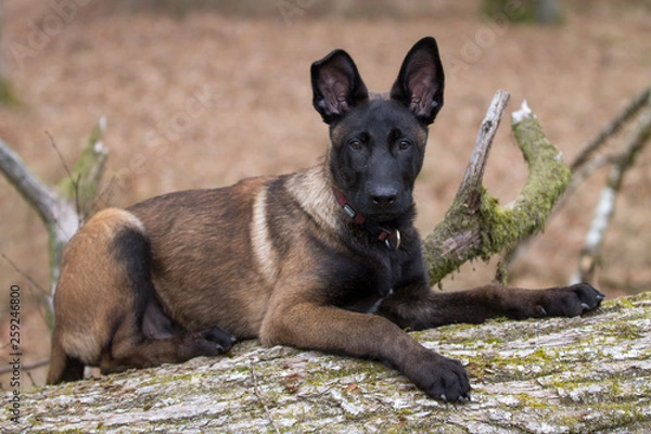 Fototapeta Dog Belgian Schepard - Malinois